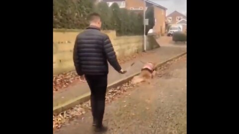 Happy Puppy Enjoying Walking With His Buddy