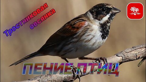 Голоса птиц / Тростниковая овсянка / Пение птиц #Nashvi #птицы #природа #звуки #звукиприроды