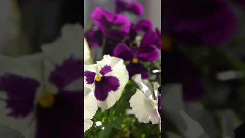 Pansies: The perfect way to add color to a fall garden (lasting to early winter in North Carolina)