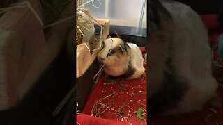 Guinea pigs munching hay