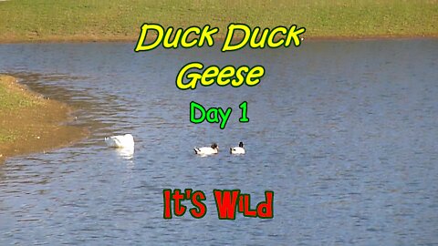Duck Duck Geese Day 1 – It’s Wild