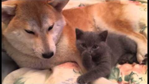 A fox and a kitten :)