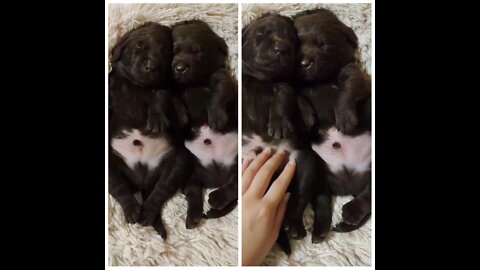 Labrador puppies adorably nap together
