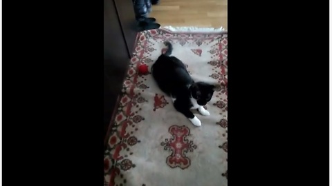 Happy Rescued Kitty Goes To Town On Toy Ball