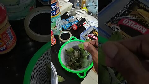 (Medicinal Plants In Philippines) Serpentina Plant Moringa plant Sambong Plant