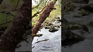 Riverside Dartmoor 28th May 2021