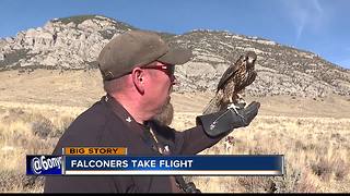 Falconry a 4,000-year-old sport thrives in Idaho