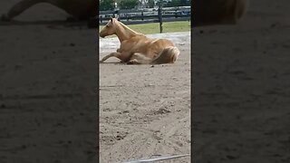 horse rolling around
