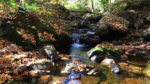 Adirondack Mountains - Sunny Day Peaceful Stream Bathed in beautiful Autumn Colors