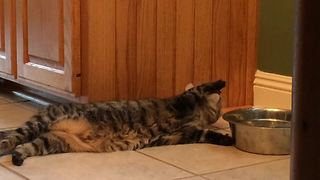 "Lazy cat Drinks Water Using Her Paw"