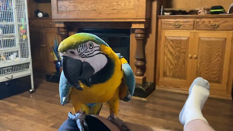 Charley the macaw coughing.