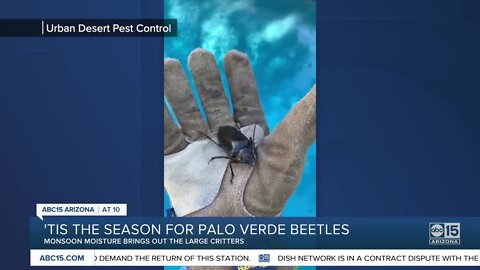 Monsoon brings out Palo Verde Beetles