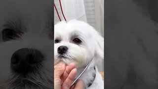 Pet Groomer Satisfyingly Cuts Dog Hair