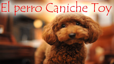 5️⃣ Curiosidades 🔍 de la raza CANICHE TOY 🐩o POODLE Toy que te Sorprenderán 😮😄❤