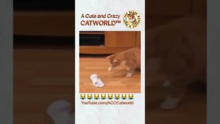 Cat Battles a K1LLER…Sock?! 🧦😹 (#249) #Shorts