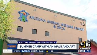 Kids can help shelter animals with this summer camp, and you can save