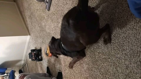 chocolate lab chasing rumble bee rc car