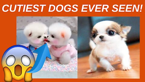 FUNNIEST AND CUTIEST DOGS COMPILATION