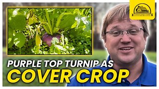 Purple Top Turnips Cover Crop Species Profile