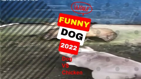 🤣Funny Dogs vs Chickens 2022 Funny Dog Fight Video Clips #shorts