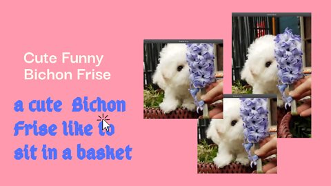 very cute Bichon Frise like to sit in a basket