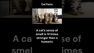 Cat Facts #shorts #youtubeshorts #cat #facts #Humor