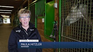 Grab some carrots and stop by the MSU Horse Teaching and Research Center. Seven days a week you are allowed to walk through the farm and get a look at some high-quality horses.