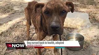 Starved dog rescued from Zephyrhills property has new forever home