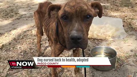 Starved dog rescued from Zephyrhills property has new forever home