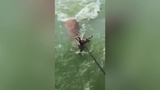Fishermen rescue deer 3 miles offshore in Lake Erie