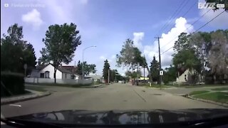Cão salta de janela de carro e quase é atropelado
