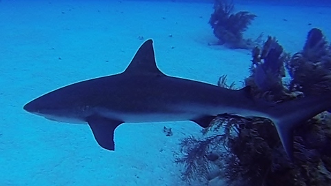 Large reef shark cruises close to divers looking for food