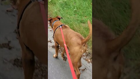 wally walks and two town deer. #dog #urbandeer #haliburton