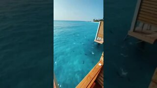 Crazy Fish In The Maldives tiktok henry nathan