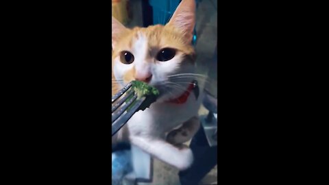 OMG so cute and funny cat short