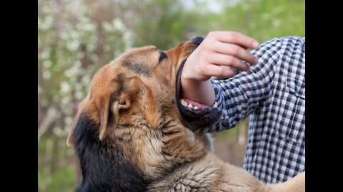 How to defend yourself against a dog !