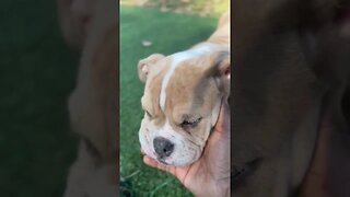 Missing Light Brown Bulldog