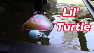 Little Live Pets Lil' Turtle Review! 🐢