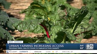 Urban farming increasing access for families in food swamps