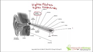 038 How We Hear Different Pitches