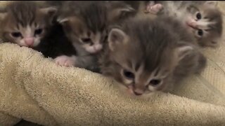Ash & Bella had Kittens!