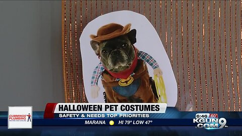 How to safely dress up your pet for Halloween