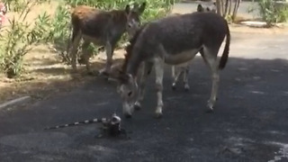 Lizard Whips Tail At Donkey
