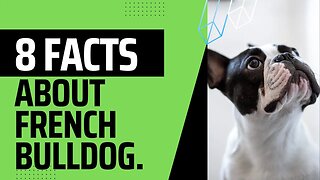 Eight interesting Facts about French Bulldog.