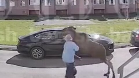 Russian Woman Gets Run Over…By A Moose