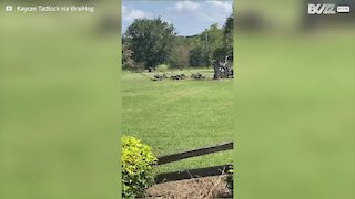 Man uses seven lawn mowers at the same time
