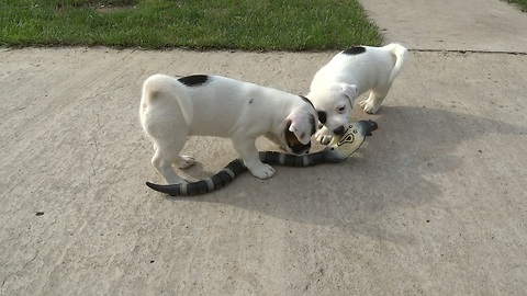 Jack Russell Terrier puppies take on RC cobra