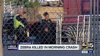 Police investigating after zebra hit, killed in Chandler
