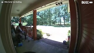 Un cerf entre dans une maison, brisant la porte vitrée
