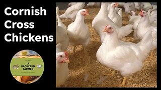 Cornish Cross Chickens